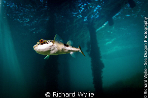 This little toad fish came in to see what I was doing but... by Richard Wylie 